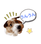 ジャックラッセルいつも元気なてっちゃん（個別スタンプ：11）