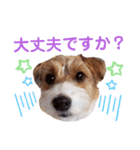 ジャックラッセルいつも元気なてっちゃん（個別スタンプ：13）