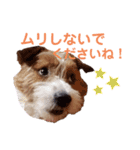 ジャックラッセルいつも元気なてっちゃん（個別スタンプ：14）