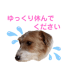 ジャックラッセルいつも元気なてっちゃん（個別スタンプ：15）