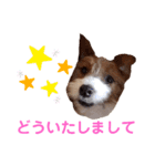 ジャックラッセルいつも元気なてっちゃん（個別スタンプ：18）