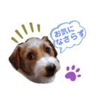 ジャックラッセルいつも元気なてっちゃん（個別スタンプ：19）
