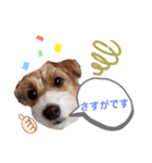 ジャックラッセルいつも元気なてっちゃん（個別スタンプ：20）