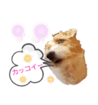 ジャックラッセルいつも元気なてっちゃん（個別スタンプ：22）