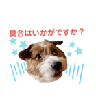 ジャックラッセルいつも元気なてっちゃん（個別スタンプ：23）