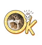 ねこちゃんスタンプ7（個別スタンプ：1）