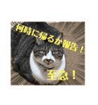 ねこちゃんスタンプ7（個別スタンプ：2）