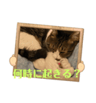 ねこちゃんスタンプ7（個別スタンプ：6）