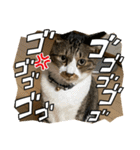 ねこちゃんスタンプ7（個別スタンプ：7）