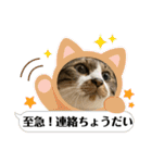 ねこちゃんスタンプ7（個別スタンプ：9）
