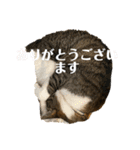 ねこちゃんスタンプ7（個別スタンプ：11）