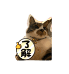 ねこちゃんスタンプ7（個別スタンプ：13）