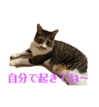 ねこちゃんスタンプ7（個別スタンプ：14）