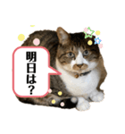 ねこちゃんスタンプ7（個別スタンプ：15）