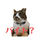 ねこちゃんスタンプ7（個別スタンプ：17）