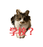 ねこちゃんスタンプ7（個別スタンプ：18）