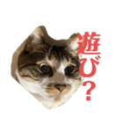 ねこちゃんスタンプ7（個別スタンプ：19）