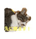 ねこちゃんスタンプ7（個別スタンプ：21）