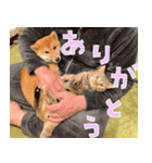 よく使う！ベンガル猫と柴犬4（個別スタンプ：7）