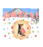 よく使う！ベンガル猫と柴犬4（個別スタンプ：9）