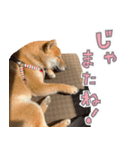 よく使う！ベンガル猫と柴犬4（個別スタンプ：22）