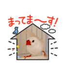 フクロウとキンカチョウ（個別スタンプ：11）