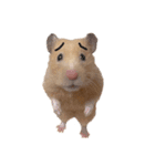 キンクマのもち様vol.3（個別スタンプ：1）