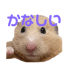 キンクマのもち様vol.3（個別スタンプ：4）