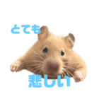 キンクマのもち様vol.3（個別スタンプ：5）