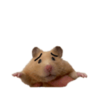 キンクマのもち様vol.3（個別スタンプ：6）