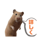 キンクマのもち様vol.3（個別スタンプ：7）