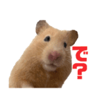 キンクマのもち様vol.3（個別スタンプ：8）