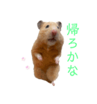 キンクマのもち様vol.3（個別スタンプ：12）