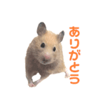 キンクマのもち様vol.3（個別スタンプ：14）