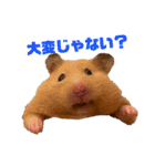 キンクマのもち様vol.3（個別スタンプ：15）