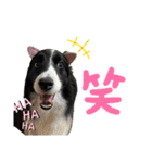 ボーダーコリーのたけまるスタンプ（個別スタンプ：11）