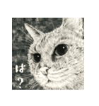 よくしゃべるキジトラ猫 - 山田猫 vol.14（個別スタンプ：11）