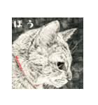 よくしゃべるキジトラ猫 - 山田猫 vol.14（個別スタンプ：15）