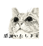 よくしゃべるキジトラ猫 - 山田猫 vol.14（個別スタンプ：22）