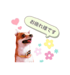 よく使う文字入り♡ペット（個別スタンプ：1）
