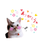 よく使う文字入り♡ペット（個別スタンプ：3）