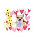 よく使う文字入り♡ペット（個別スタンプ：4）