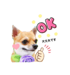 よく使う文字入り♡ペット（個別スタンプ：7）