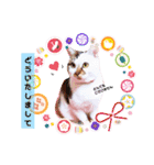 よく使う文字入り♡ペット（個別スタンプ：8）