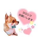 よく使う文字入り♡ペット（個別スタンプ：9）