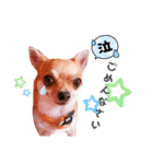 よく使う文字入り♡ペット（個別スタンプ：15）