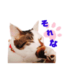 よく使う文字入り♡ペット（個別スタンプ：20）