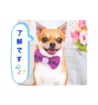 よく使う文字入り♡ペット（個別スタンプ：22）