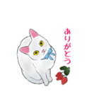 しろねこといちご（個別スタンプ：34）