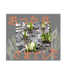 あいさつ 気持ちが伝わる花編（個別スタンプ：19）